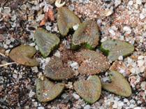 Haworthia bruynsii