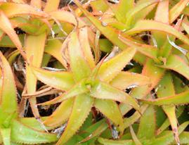 Aloe bruynsii