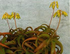 Aloe bruynsii
