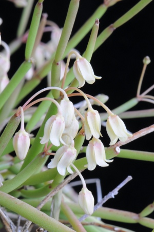 Sarcostemma oresbium